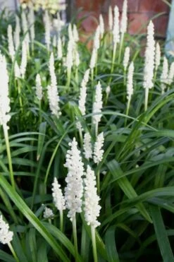 Monroe's White Liriope - Lilyturf - 10 Count Flat Of Pint Pots -Garden Supplies Sales 2024 Liriope Monroes White 500x750 1