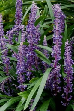 Royal Purple Liriope (Lilyturf) - 6 Pack Of 1 Gallon Pots -Garden Supplies Sales 2024 Liriope Royal Purple 16
