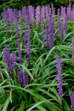 Royal Purple Liriope - Lilyturf - 10 Pack Of Pint Pots -Garden Supplies Sales 2024 Liriope Royal Purple 500x750 2