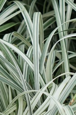 Silver Dragon Liriope - Lilyturf - 6 Pack Of Pint Pots -Garden Supplies Sales 2024 Liriope Silver Dragon 11