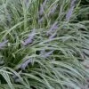 Silvery Sunproof Variegated Liriope - Lilyturf - 18 Count Flat Of Pint Pots -Garden Supplies Sales 2024 Liriope Silvery Sunproof 13