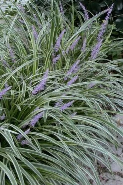 Silvery Sunproof Variegated Liriope - Lilyturf - 18 Count Flat Of Pint Pots