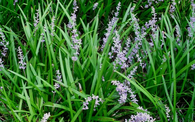 Creeping Lilyturf (Liriope spicata) - 72 Pack of 3.5" Pint Pots Creeping Lilyturf (Liriope Spicata) - 72 Pack Of 3.5" Pint Pots -Garden Supplies Sales 2024 Liriope Spicata 50 1