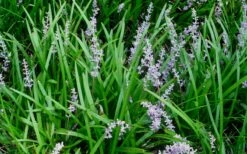 Creeping Lilyturf (Liriope Spicata) - 36 Pack Of 3.5" Pint Pots 5 Creeping Lilyturf (Liriope Spicata) - 36 Pack Of 3.5" Pint Pots -Garden Supplies Sales 2024 Liriope Spicata 50 3