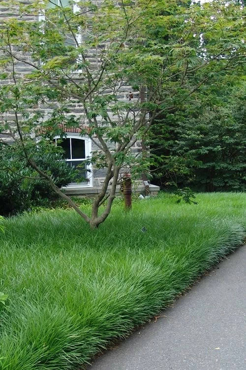 Creeping Lilyturf (Liriope spicata) - 36 Pack of 3.5" Pint Pots Creeping Lilyturf (Liriope Spicata) - 36 Pack Of 3.5" Pint Pots -Garden Supplies Sales 2024 Liriope Spicata 500x750 4