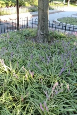 Variegated Liriope - Monkey Grass / Lilyturf - 10 Pack Of Pint Pots -Garden Supplies Sales 2024 Liriope Variegata 6 1