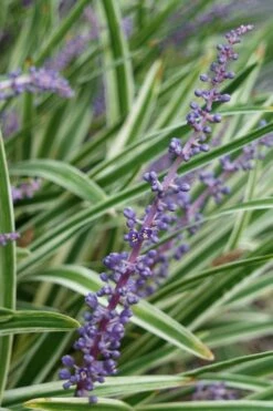 Variegated Liriope - Monkey Grass / Lilyturf - 10 Pack Of Pint Pots -Garden Supplies Sales 2024 Liriope Variegata 7 1