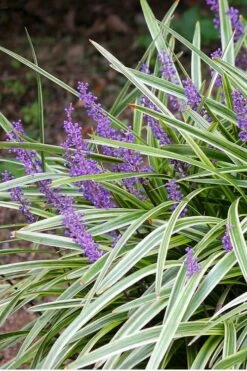 Variegated Liriope (Monkey Grass / Lilyturf) - 1 Gallon Pot -Garden Supplies Sales 2024 Liriope Variegated 15