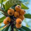 Loquat Tree - Eriobotrya Japonica - 3 Gallon Pot -Garden Supplies Sales 2024 Loquat 10