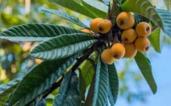 Loquat Tree (Eriobotrya Japonica) - 7 Gallon Pot (6-7') -Garden Supplies Sales 2024 Loquat 12 1