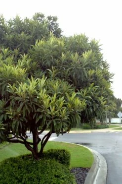 Loquat Tree (Eriobotrya Japonica) - 7 Gallon Pot (6-7') -Garden Supplies Sales 2024 Loquat Tree 500x750 2