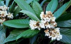 Loquat Tree - Eriobotrya Japonica - 3 Gallon Pot -Garden Supplies Sales 2024 Loquat Tree Flowers