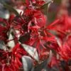 Little Moore Red Loropetalum (Chinese Fringeflower) - 3 Gallon Pot -Garden Supplies Sales 2024 Loropetalum Ever Red 10 1