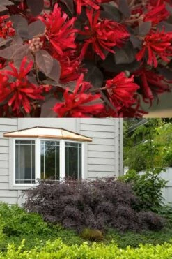 Little Moore Red Loropetalum (Chinese Fringeflower) - 3 Gallon Pot -Garden Supplies Sales 2024 Loropetalum Ever Red 2 500x750 3