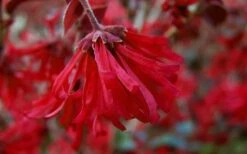 Ever Red Loropetalum (Chinese Fringeflower) - 3 Gallon Pot -Garden Supplies Sales 2024 Loropetalum Ever Red Flowers 4