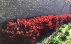 Ever Red Loropetalum (Chinese Fringeflower) - 3 Gallon Pot -Garden Supplies Sales 2024 Loropetalum Ever Red Hedge