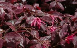 Plum Delight Loropetalum - Chinese Fringeflower - 3 Gallon Pot -Garden Supplies Sales 2024 Loropetalum Plum Delight Foliage 3