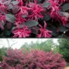 Plum Delight Loropetalum - Chinese Fringeflower - 3 Gallon Pot