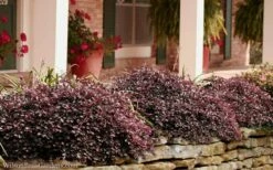 Purple Pixie Loropetalum - 1 Gallon Pot 5 Purple Pixie Loropetalum - 1 Gallon Pot -Garden Supplies Sales 2024 Loropetalum Purple Pixie 102 4