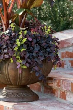 Purple Pixie Loropetalum - 1 Gallon Pot 7 Purple Pixie Loropetalum - 1 Gallon Pot -Garden Supplies Sales 2024 Loropetalum Purple Pixie 104 4
