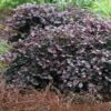 Purple Pixie Loropetalum - 6 Pack Of 1 Gallon Pots -Garden Supplies Sales 2024 Loropetalum Purple Pixie 105 1