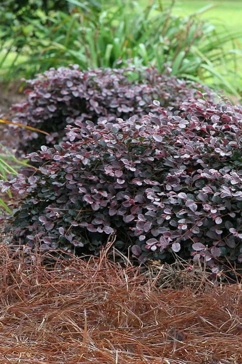 Purple Pixie Loropetalum - 2 Gallon Pot Purple Pixie Loropetalum - 2 Gallon Pot -Garden Supplies Sales 2024 Loropetalum Purple Pixie 105 2