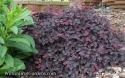 Purple Pixie Loropetalum - 2.5 Quart Pot -Garden Supplies Sales 2024 Loropetalum Purple Pixie 12 3