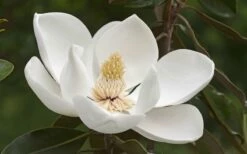 Alta Southern Magnolia - 7 Gallon Pot (3-4') -Garden Supplies Sales 2024 Magnolia Alta 2