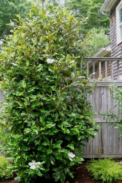 Alta Southern Magnolia - 5 Gallon Pot -Garden Supplies Sales 2024 Magnolia Alta 500x750 2