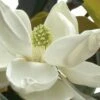 D. D. Blanchard Southern Magnolia - 5 Gallon Pot -Garden Supplies Sales 2024 Magnolia DD Blanchard 10