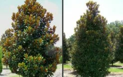 D. D. Blanchard Southern Magnolia - 5 Gallon Pot 6 D. D. Blanchard Southern Magnolia - 5 Gallon Pot -Garden Supplies Sales 2024 Magnolia DD Blanchard