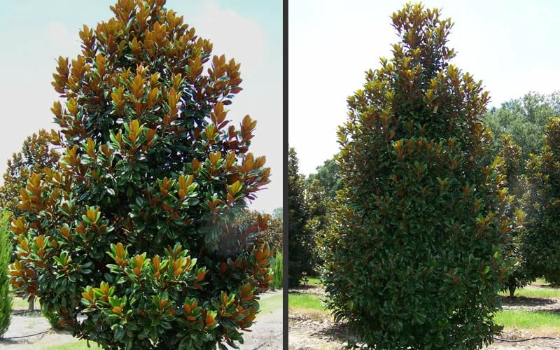 D. D. Blanchard Southern Magnolia - 5 Gallon Pot D. D. Blanchard Southern Magnolia - 5 Gallon Pot -Garden Supplies Sales 2024 Magnolia DD Blanchard