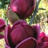 Genie Magnolia Tulip Tree - 1 Gallon Pot -Garden Supplies Sales 2024 Magnolia Genie 1