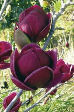 Genie Magnolia Tulip Tree - 5 Gallon Pot -Garden Supplies Sales 2024 Magnolia Genie 10 1