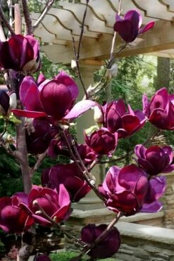 Genie Magnolia Tulip Tree - 3 Gallon Pot -Garden Supplies Sales 2024 Magnolia Genie 4 3