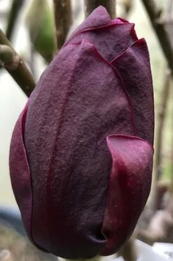 Genie Magnolia Tulip Tree - 7 Gallon Pot (3-4') -Garden Supplies Sales 2024 Magnolia Genie 8 2