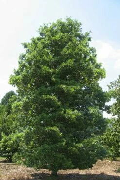 Green Shadow Sweetbay Magnolia Tree (Magnolia Virginiana) - 3 Gallon Pot (4-5') -Garden Supplies Sales 2024 Magnolia Green Shadow Sweetbay Mature 1