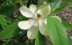 Green Shadow Sweetbay Magnolia Tree (Magnolia Virginiana) - 3 Gallon Pot (4-5') -Garden Supplies Sales 2024 Magnolia GreenShadow Sweet Bay Flower 2 1