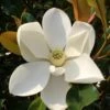 Kay Parris Southern Magnolia - 7 Gallon Pot (4-5') -Garden Supplies Sales 2024 Magnolia Kay Parris 1 1