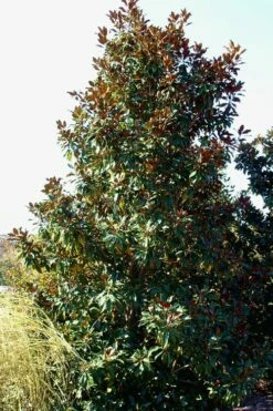 Kay Parris Southern Magnolia - 3 Gallon Pot -Garden Supplies Sales 2024 Magnolia Kay Parris 2