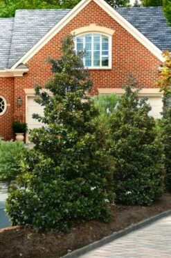 Greenback Southern Magnolia - 3 Gallon Pot -Garden Supplies Sales 2024 Magnolia Kay Parris 4 2