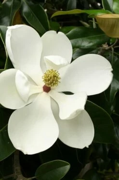 Little Gem Dwarf Southern Magnolia - 5 Gallon Pot