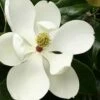 Little Gem Dwarf Southern Magnolia - 1 Gallon Pot -Garden Supplies Sales 2024 Magnolia Little Gem 15
