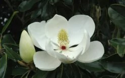 Greenback Southern Magnolia - 3 Gallon Pot -Garden Supplies Sales 2024 Magnolia Little Gem Bloom 2 4
