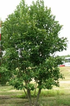 Moonglow Sweetbay Magnolia Tree (Magnolia Virginiana 'Jim Wilson') - 1 Gallon Pot -Garden Supplies Sales 2024 Magnolia Moonglow Sweetbay 6 2