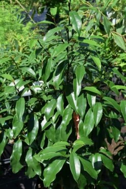Stellar Ruby Magnolia X Figo - Banana Shrub Hybrid - 7 Gallon Pot (3-4') -Garden Supplies Sales 2024 Magnolia Stellar Ruby 3 3