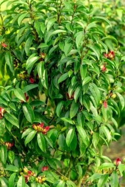 Stellar Ruby Magnolia X Figo - Banana Shrub Hybrid - 3 Gallon Pot -Garden Supplies Sales 2024 Magnolia Stellar Ruby 4 1