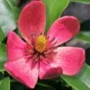 Stellar Ruby Magnolia X Figo (Banana Shrub Hybrid) - 7 Gallon Pot (4-5') 2 Stellar Ruby Magnolia X Figo (Banana Shrub Hybrid) - 7 Gallon Pot (4-5') -Garden Supplies Sales 2024 Magnolia Stellar Ruby 5