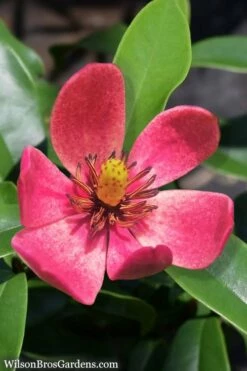 Stellar Ruby Magnolia Single Trunk Tree (Banana Shrub Hybrid) - 7 Gallon Pot (3-4') -Garden Supplies Sales 2024 Magnolia Stellar Ruby 5 5