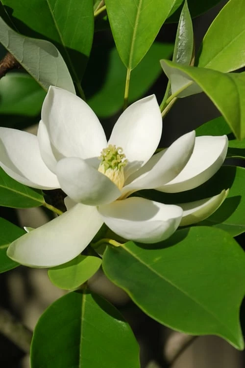 Sweetbay Magnolia - 7 Gallon Pot (4-5') Sweetbay Magnolia - 7 Gallon Pot (4-5') -Garden Supplies Sales 2024 Magnolia Sweet Bay 10 4